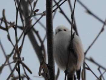 Long-tailed tit(japonicus) 十勝地方 Sun, 11/8/2020