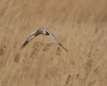 Hen Harrier Watarase Yusuichi (Wetland) Sun, 1/24/2016