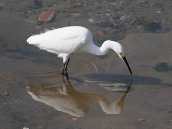 Sun, 11/8/2020 Birding report at 明石市