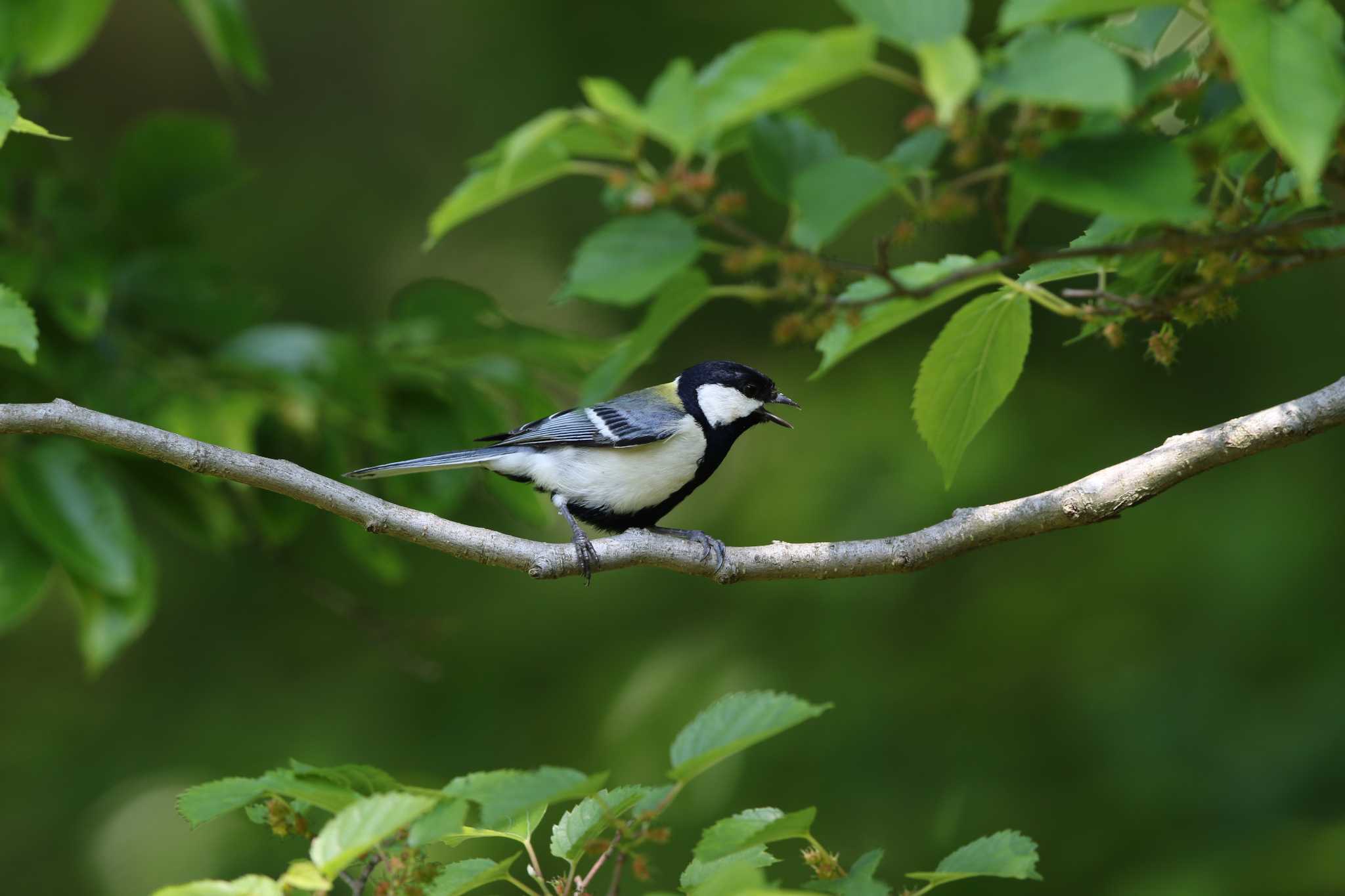 Photo of Japanese Tit at 涸沼自然公園 by Trio