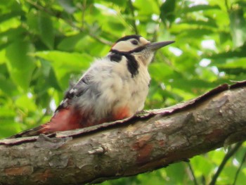 Great Spotted Woodpecker Unknown Spots Wed, 6/1/2016