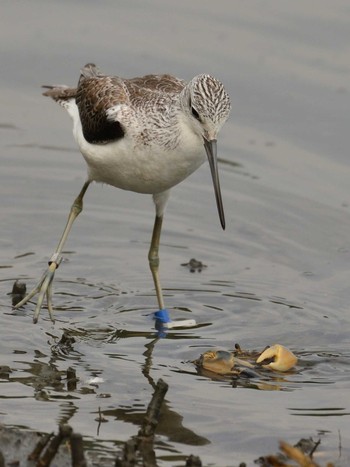 アオアシシギ 東京港野鳥公園 2020年11月8日(日)