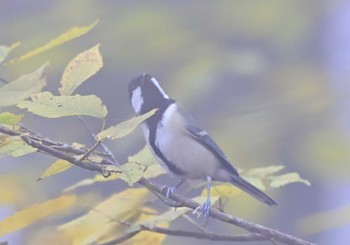 2020年11月8日(日) 三国峠の野鳥観察記録