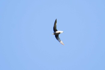 White-throated Needletail Shirakaba-touge Tue, 9/27/2016