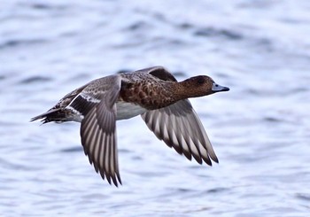 2020年11月8日(日) 山中湖の野鳥観察記録