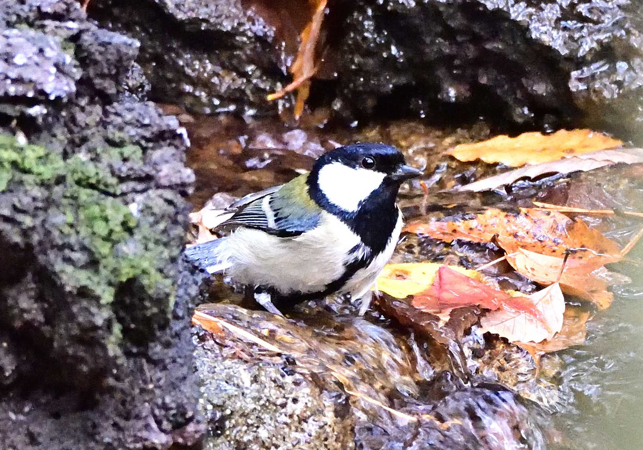 シジュウカラ