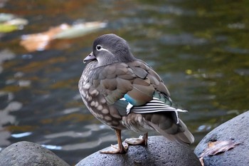 2020年10月23日(金) 北海道庁赤れんが庁舎前の野鳥観察記録