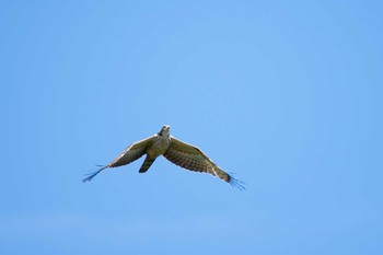 Crested Honey Buzzard Shirakaba-touge Tue, 9/27/2016