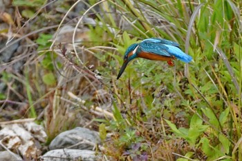 Common Kingfisher 猪名川 Sun, 11/8/2020