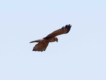 2020年11月8日(日) 渡良瀬遊水地の野鳥観察記録