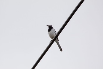 Japanese Wagtail 芝川第一調節池(芝川貯水池) Sun, 11/8/2020