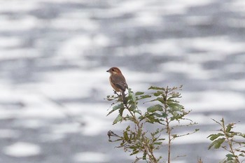 Bull-headed Shrike 芝川第一調節池(芝川貯水池) Sun, 11/8/2020