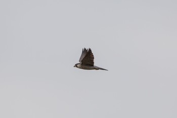 Peregrine Falcon 芝川第一調節池(芝川貯水池) Sun, 11/8/2020