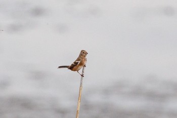 Siberian Long-tailed Rosefinch 芝川第一調節池(芝川貯水池) Sun, 11/8/2020