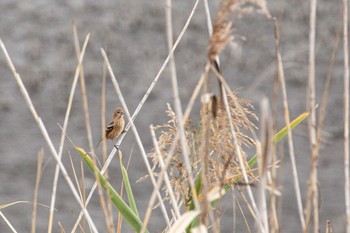 ベニマシコ 芝川第一調節池(芝川貯水池) 2020年11月8日(日)