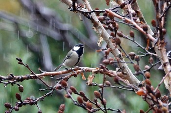 シジュウカラ 北海道大学植物園 2020年10月23日(金)