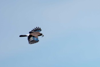 Eurasian Jay Shirakaba-touge Tue, 9/27/2016