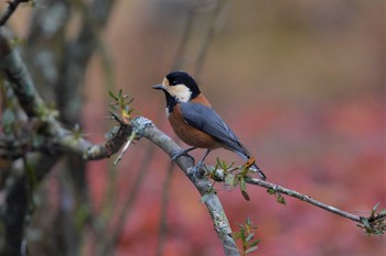 ヤマガラ 西湖野鳥の森公園 2020年11月8日(日)