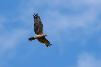 Crested Honey Buzzard Shirakaba-touge Tue, 9/27/2016