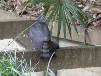 Eurasian Sparrowhawk 埼玉県　北本自然観察公園 Sun, 11/8/2020