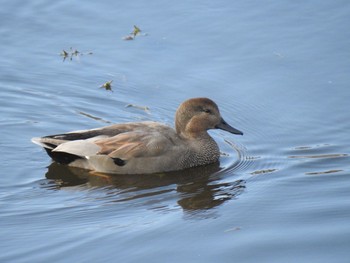 2020年11月8日(日) 境川遊水地公園の野鳥観察記録