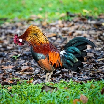 セキショクヤケイ シンガポール植物園 2020年11月8日(日)