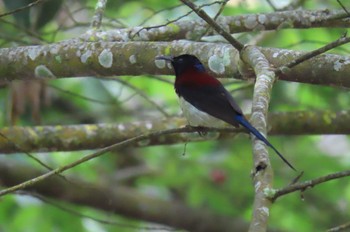 Black-throated Sunbird