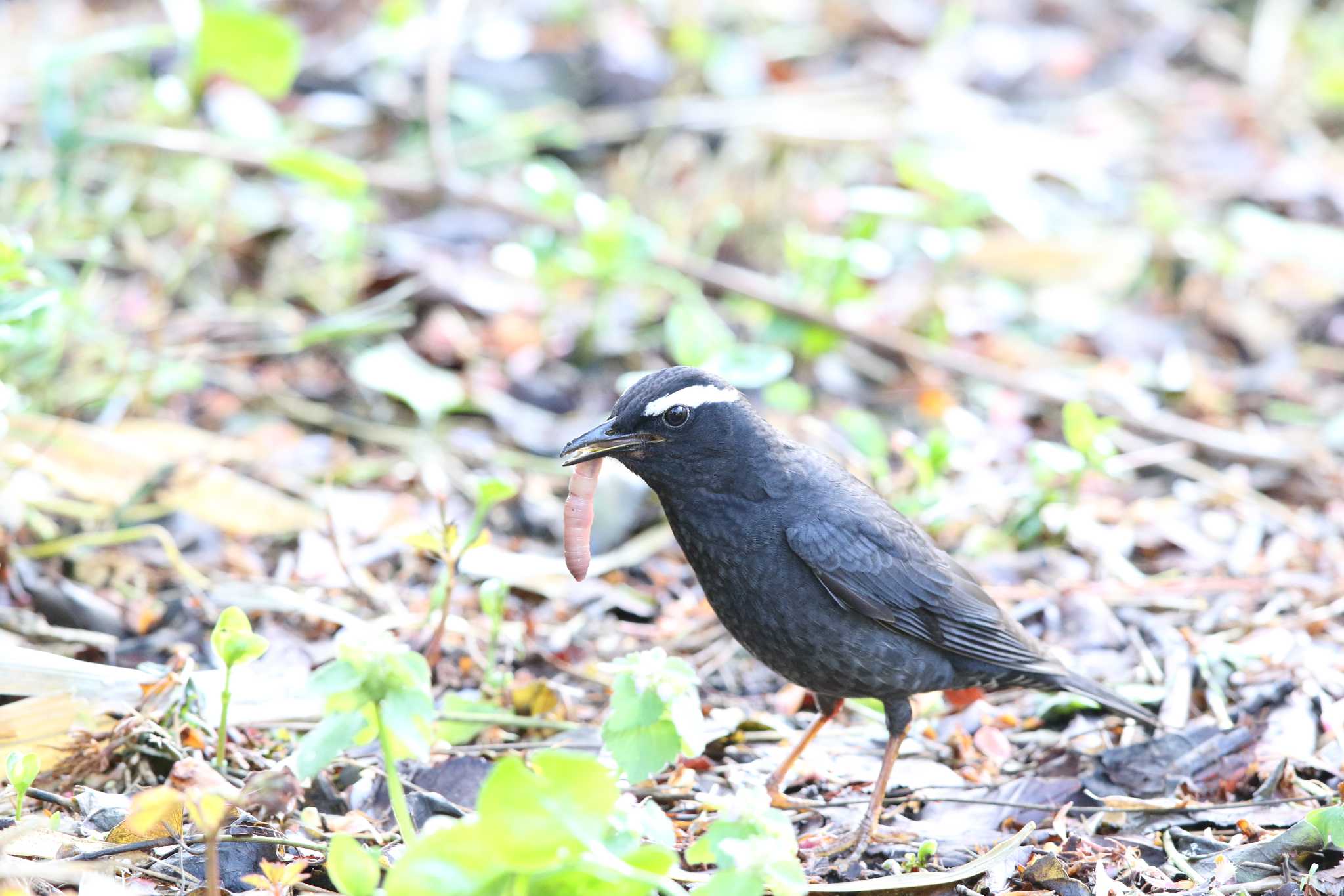 Siberian Thrush