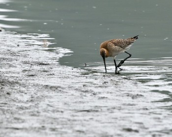 Black-tailed Godwit Isanuma Thu, 9/15/2016