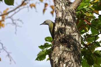 2020年10月24日(土) 野幌森林公園の野鳥観察記録