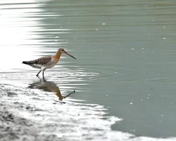 Black-tailed Godwit Isanuma Thu, 9/15/2016