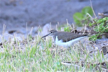 2020年11月9日(月) 伊豆諸島北部の野鳥観察記録