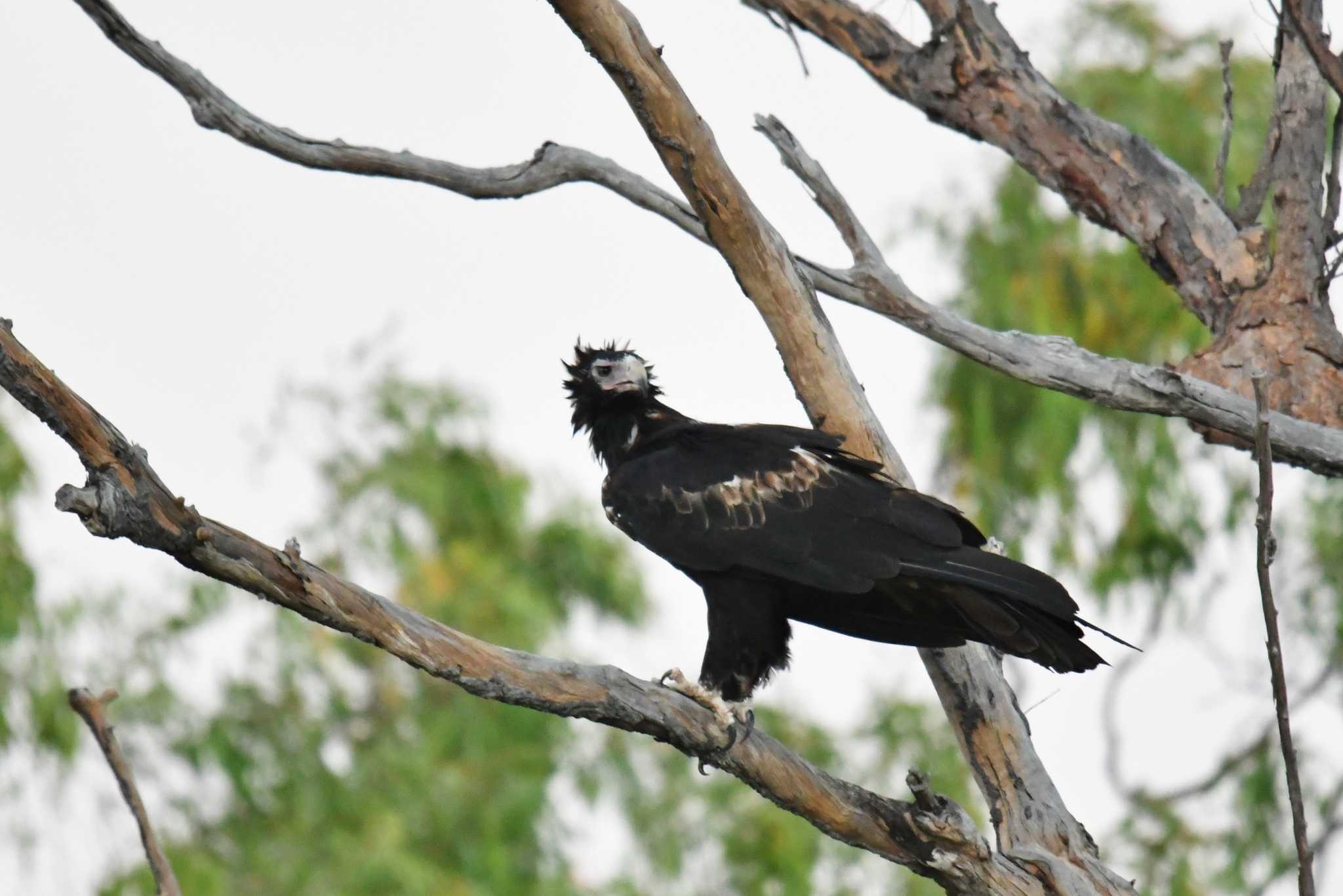 Photo of Wedge-tailed Eagle at オーストラリア by あひる