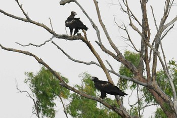 Wedge-tailed Eagle オーストラリア Fri, 10/18/2019