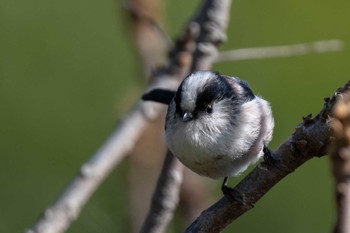 エナガ 馬見丘陵公園 2020年11月9日(月)