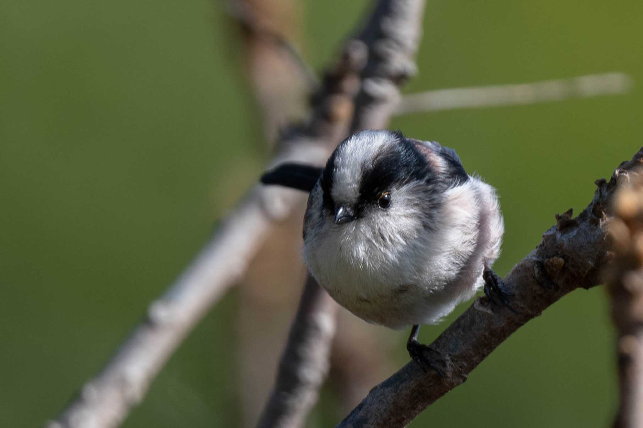 Photo of Long-tailed Tit at 馬見丘陵公園 by veritas_vita