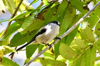 Long-tailed Tit 油山市民の森 Sun, 11/8/2020