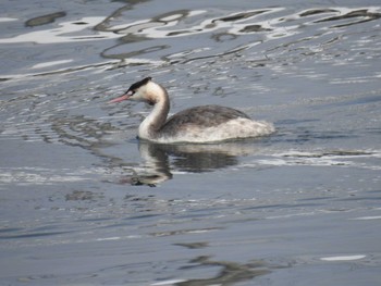 Great Crested Grebe 日の出三番瀬沿い緑道 Sun, 11/8/2020