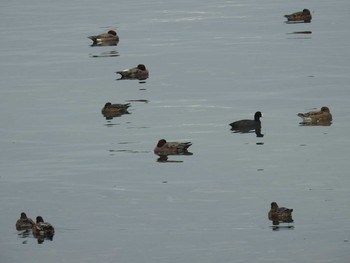 Eurasian Wigeon 日の出三番瀬沿い緑道 Sun, 11/8/2020