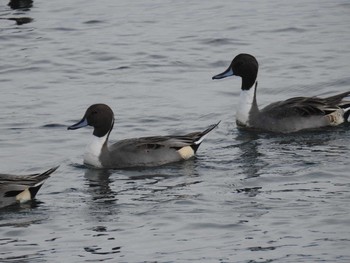 Northern Pintail 日の出三番瀬沿い緑道 Sun, 11/8/2020