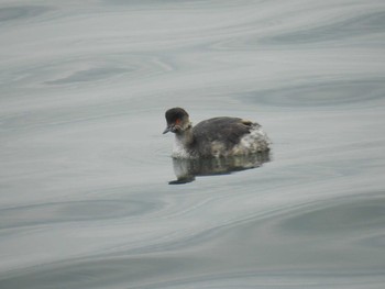 Black-necked Grebe 日の出三番瀬沿い緑道 Sun, 11/8/2020