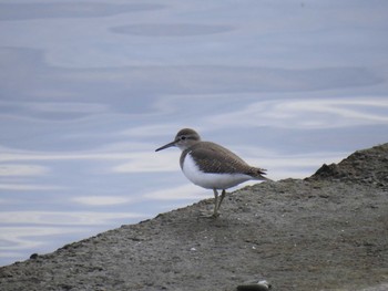 Common Sandpiper 日の出三番瀬沿い緑道 Sun, 11/8/2020