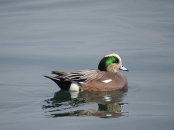 American Wigeon 日の出三番瀬沿い緑道 Sun, 11/8/2020