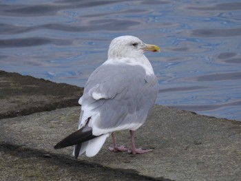 Vega Gull 日の出三番瀬沿い緑道 Sun, 11/8/2020