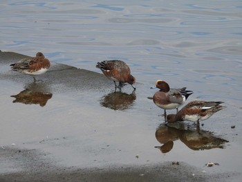 Eurasian Wigeon 日の出三番瀬沿い緑道 Sun, 11/8/2020