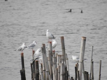 ユリカモメ 葛西臨海公園 2020年11月8日(日)