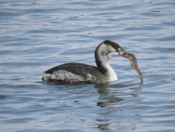 2020年11月8日(日) 葛西臨海公園の野鳥観察記録