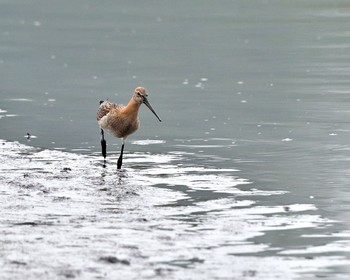 Black-tailed Godwit Isanuma Thu, 9/15/2016