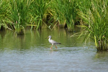 2020年9月27日(日) 京都府の野鳥観察記録