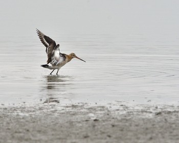 Black-tailed Godwit Isanuma Thu, 9/15/2016